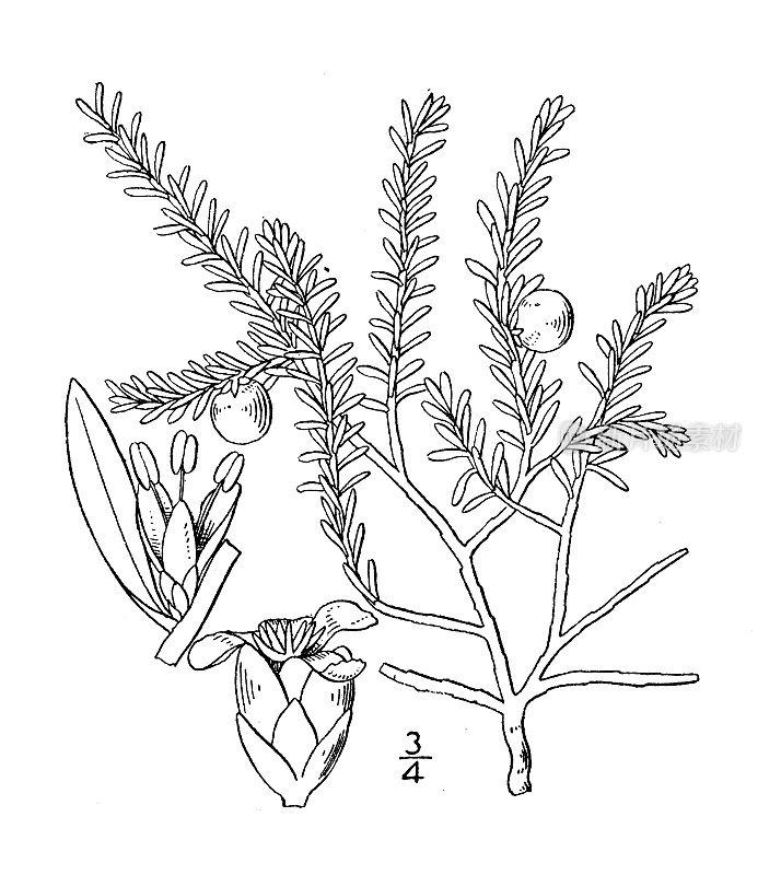 古董植物学植物插图:empetrum nigrum，黑Crowberry, Heathberry